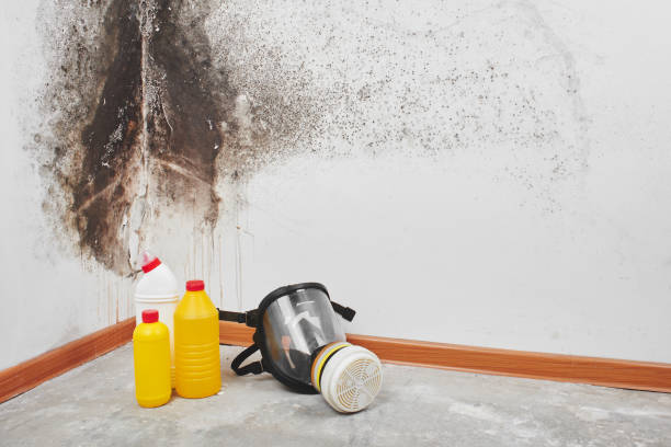 Spruce Pine, NC Mold Removal Company