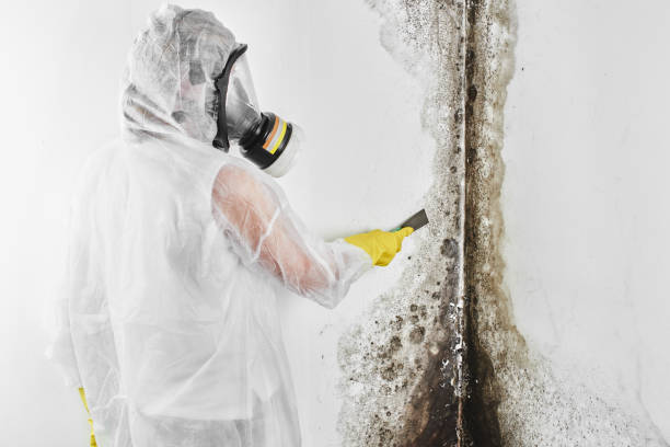 Best Best Mold Removal Companies  in Spruce Pine, NC