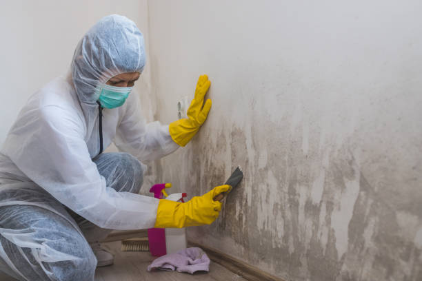 Best Mold Damage Repair  in Spruce Pine, NC