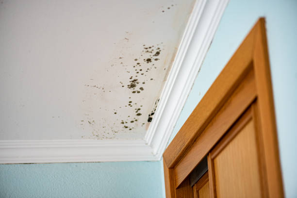 Best Mold Removal Company Near Me  in Spruce Pine, NC
