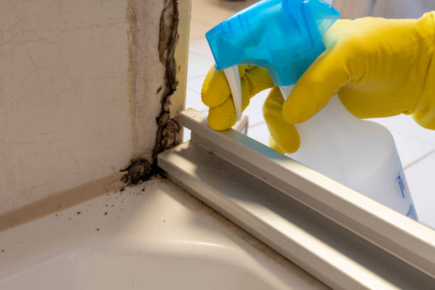 Crawl Space Mold Removal in Spruce Pine, NC