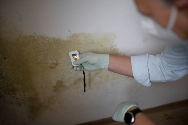 Best Attic Mold Removal  in Spruce Pine, NC