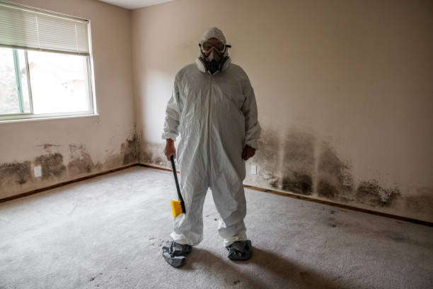 Best Certified Mold Removal  in Spruce Pine, NC