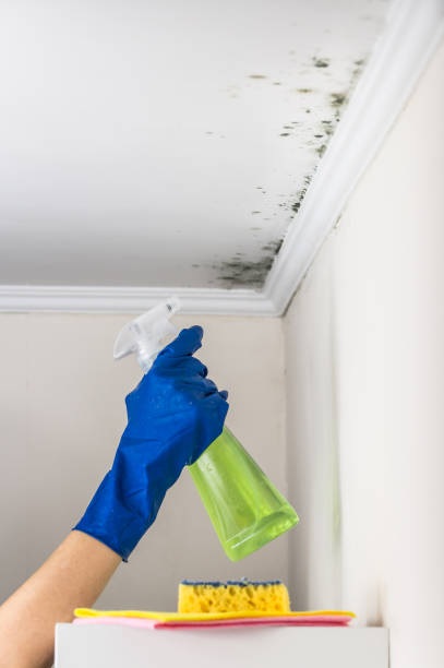 Best Mold Remediation  in Spruce Pine, NC